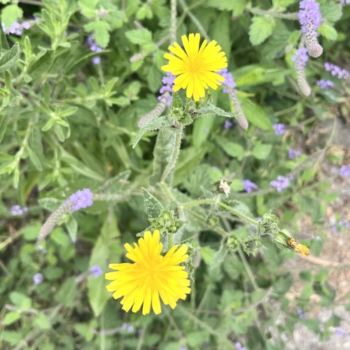 iNaturalist observation photo of bristly oxtongue