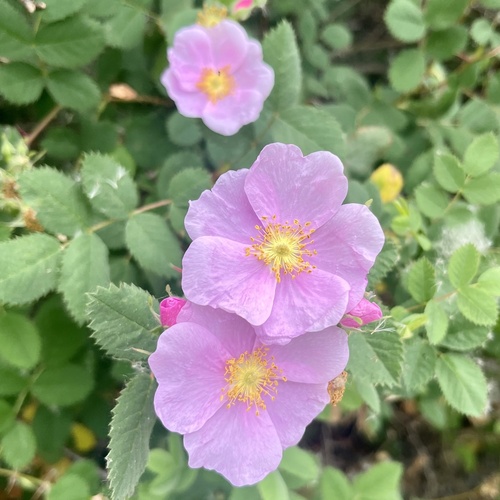 iNaturalist observation photo of California Wild Rose