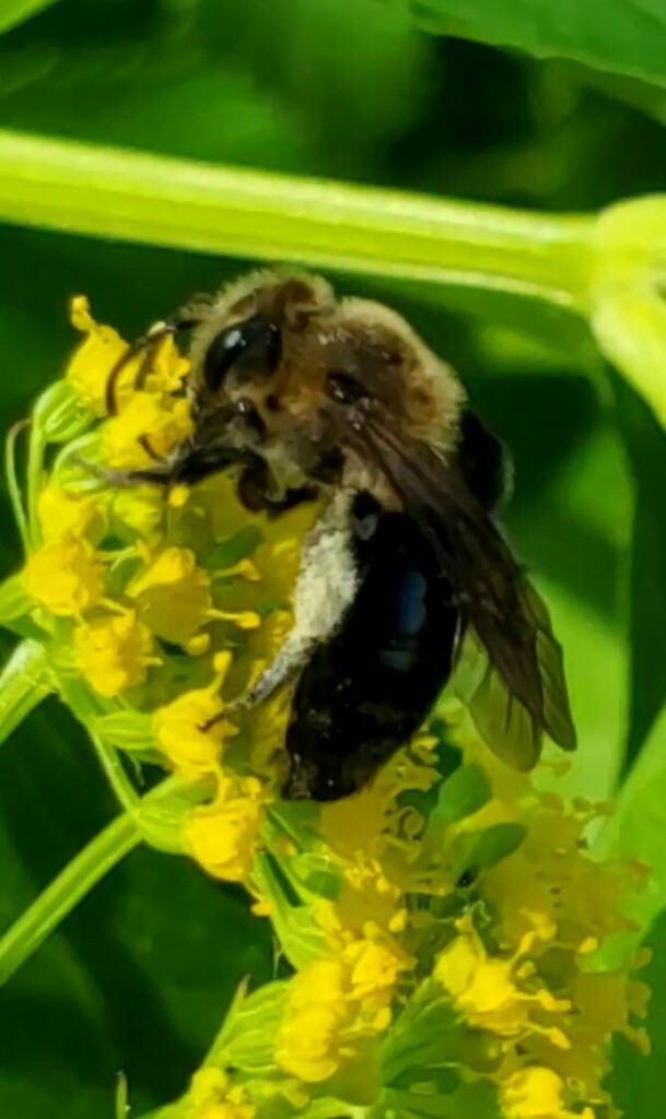 Mining Bees in May 2024 by maryrose375 · iNaturalist