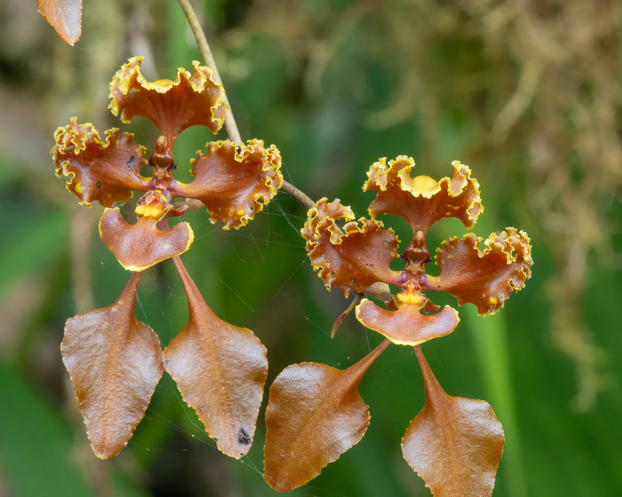 Cyrtochilum betancurii Giraldo & Dalström 2