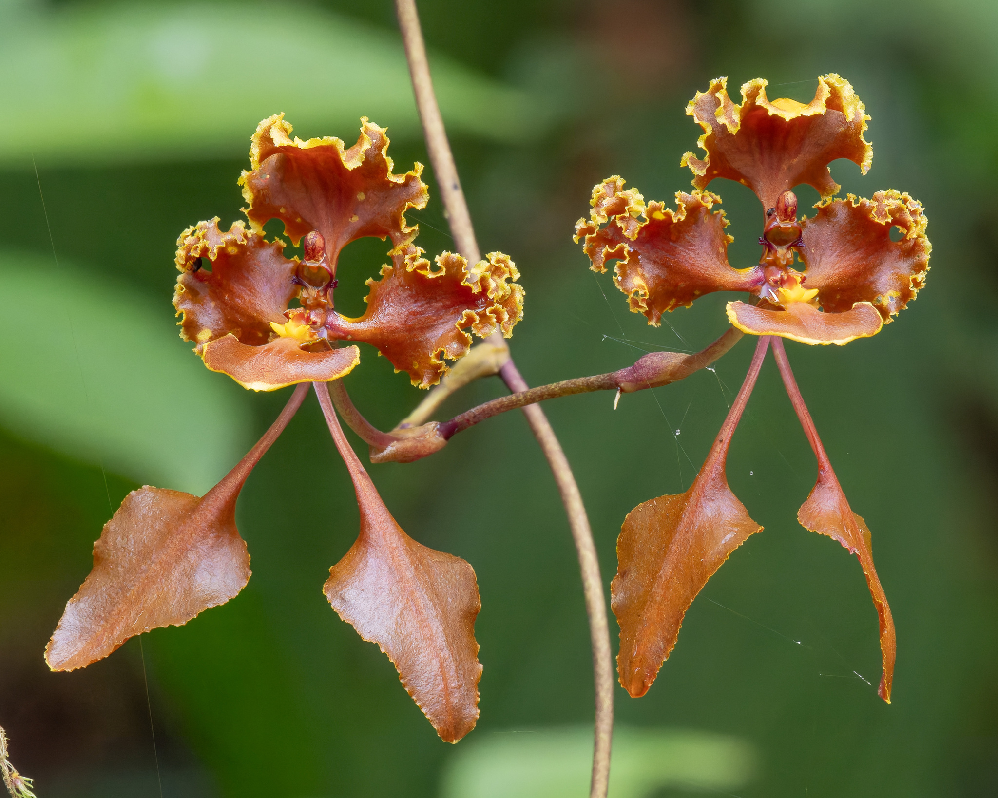 Cyrtochilum betancurii Giraldo & Dalström 3