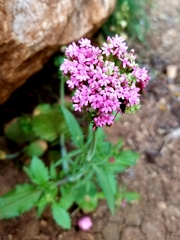 Centranthus macrosiphon