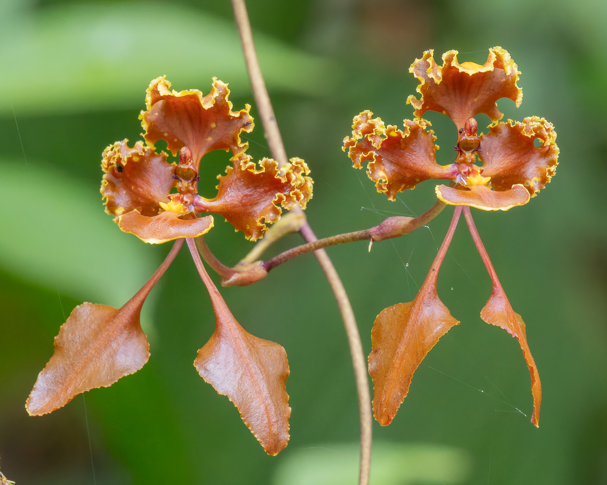 Cyrtochilum betancurii Giraldo & Dalström