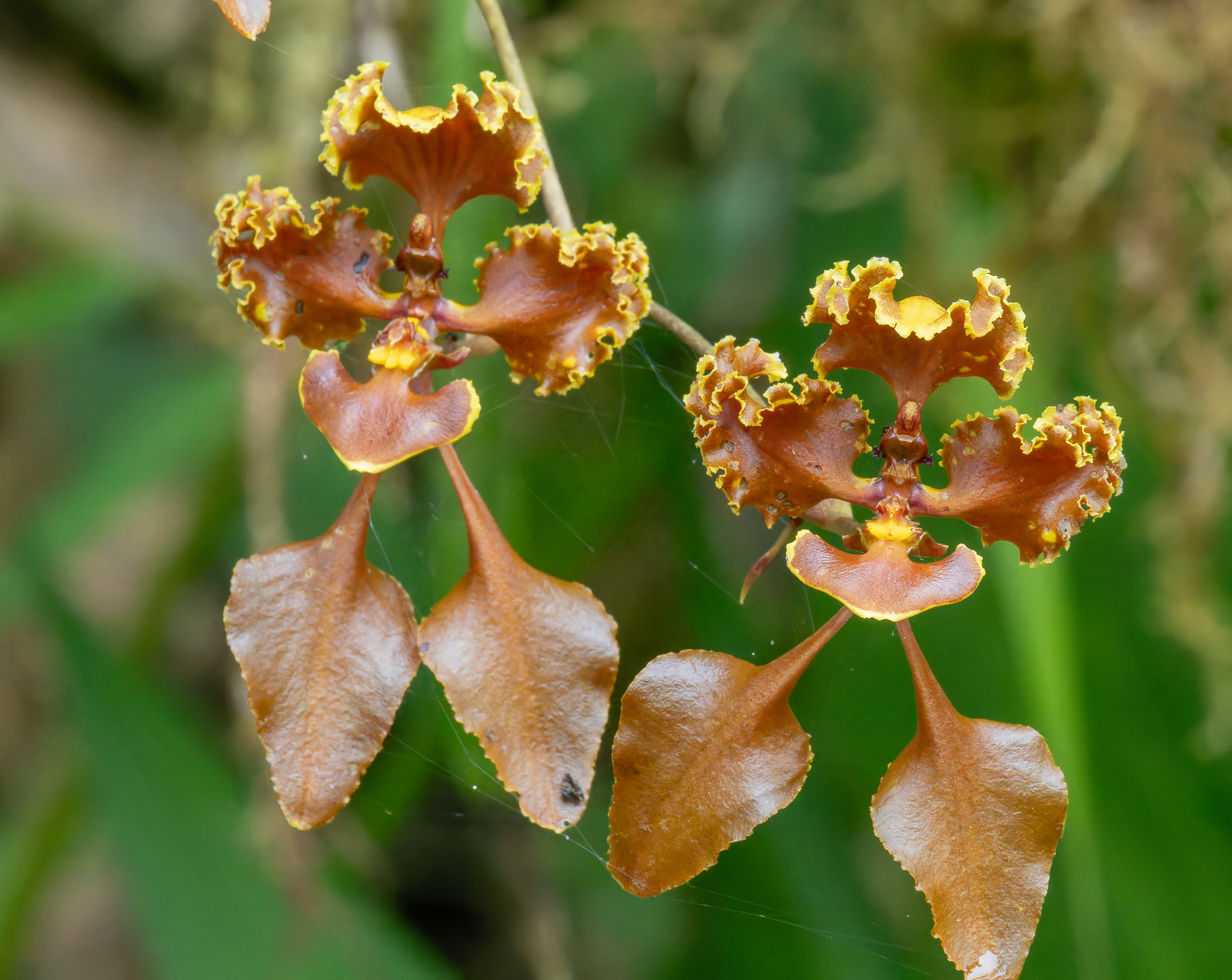 Cyrtochilum betancurii Giraldo & Dalström 4