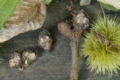 Dryocosmus kuriphilus