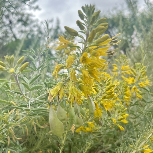 iNaturalist observation photo of Bladderpod