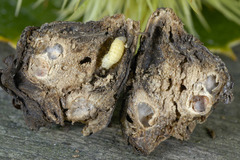 Dryocosmus kuriphilus