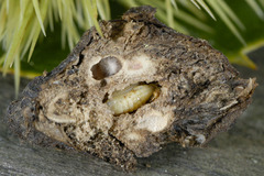 Dryocosmus kuriphilus