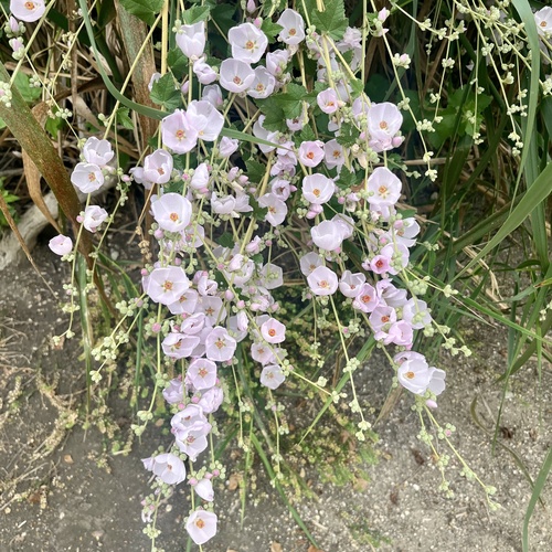 iNaturalist observation photo of southern coastal bushmallow