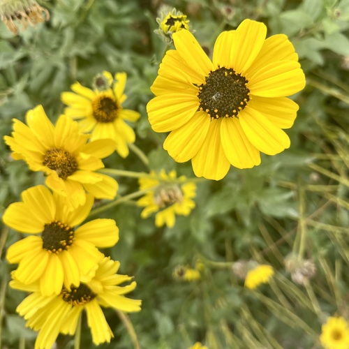 iNaturalist observation photo of California brittlebush