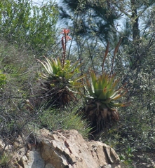 Aloe lineata