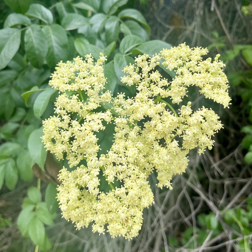 iNaturalist observation photo of blue elder