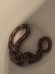 Bogertophis subocularis subocularis