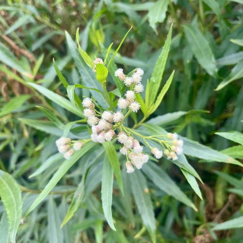 iNaturalist observation photo of mule fat