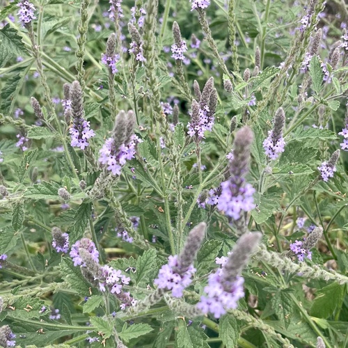 iNaturalist observation photo of western vervain