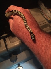 Lampropeltis splendida