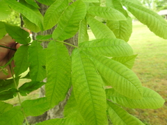 Carya