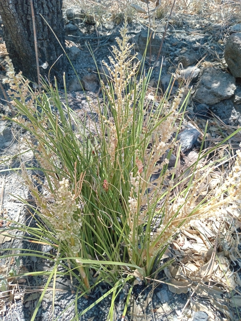 Nolina pumila