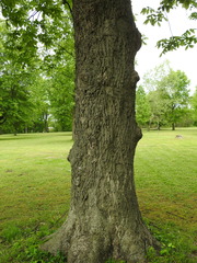 Carya