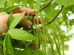 Carya