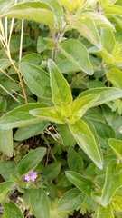 Origanum vulgare