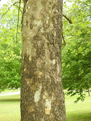 Platanus occidentalis