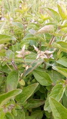 Origanum vulgare