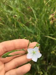 Linum bienne