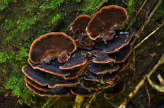 Hymenochaete microcycla