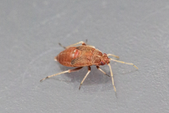 Psallus variabilis