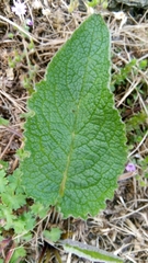 Verbascum nigrum