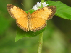 Mazia amazonica
