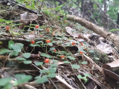 Nertera dichondrifolia