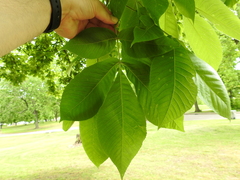 Carya