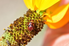 Calocoris barberi