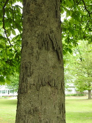 Carya