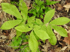 Carya