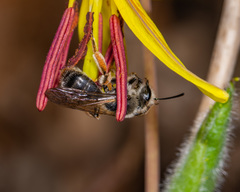 Andrena erythronii