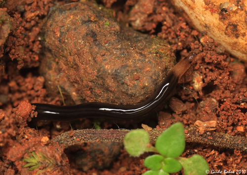 Monostilifera