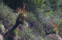 Aloe lineata