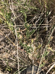 Astragalus nuttallianus austrinus