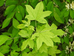 Liquidambar styraciflua