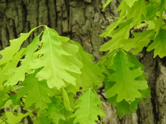 Quercus