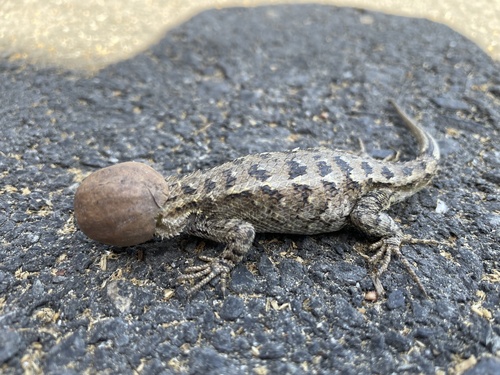 Western Fence Lizard, Healdsburg, CA, US, photo 8 of 10