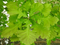 Quercus macrocarpa