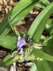 Tradescantia gigantea