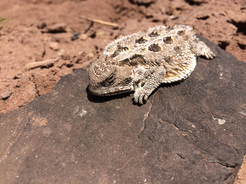 iNaturalist observation 2016-05-26