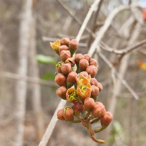Combretum farinosum