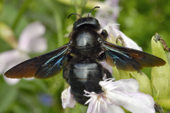 Xylocopa