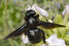 Xylocopa